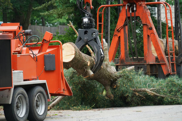 Emergency Storm Tree Removal in Vinton, IA